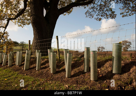 Piantate hedge con giovani alberi protetti con protezioni di plastica Cumbria Foto Stock