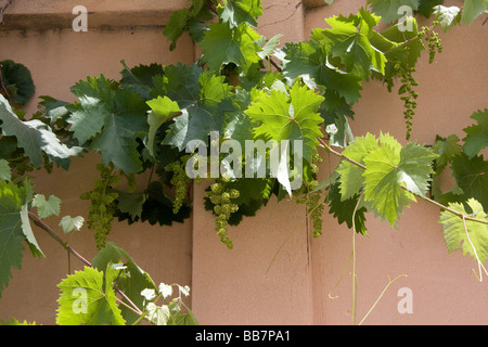 Tempo di primavera frutto di uve Foto Stock