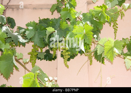 tempo di primavera Foto Stock