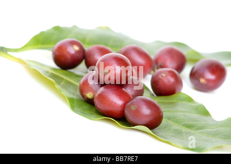 La pianta del caffè bacche Foto Stock