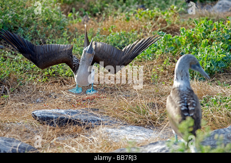 Blu maschio-footed Booby bird visualizzando il rituale del corteggiamento a femmina sul terreno,all'Isola Espanola, Isole Galapagos, Pacific Foto Stock