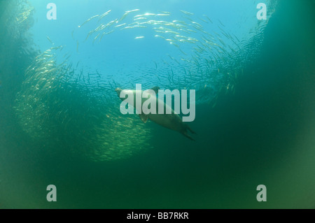 Politica europea comune di caccia alle foche aringa pesce, Phoca vitulina vitulina Foto Stock