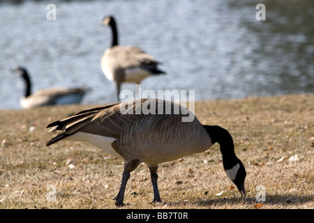 Oche del Canada overpopulate un parco a Boise Idaho USA Foto Stock