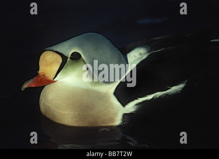 Wildfowl;anatre;re Eider; 'Somateria spectabilis' ;maschio su l'acqua.uccello in piena di colori di allevamento. Foto Stock