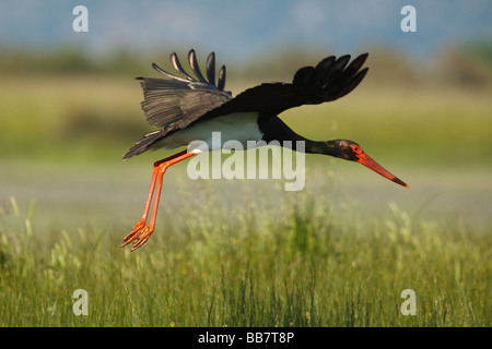 Cicogna Nera (Ciconia nigra) di prendere il volo, Lesbo, Grecia Foto Stock