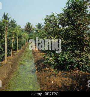 Raccolto di mele rosa su letti sollevata con i canali di irrigazione papaye alberi della Thailandia Foto Stock