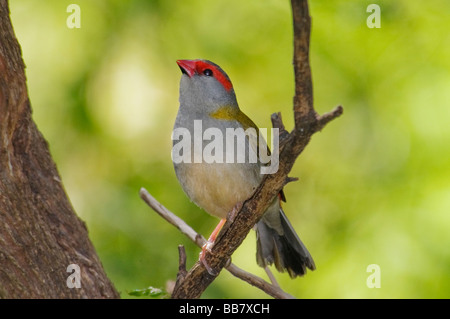 Rosso-browed Finch "Neochmia temporalis' Foto Stock