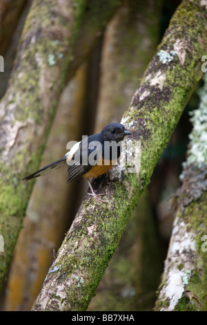 Il bianco-rumped Shama (Copsychus malabaricus) è un piccolo uccello passerine della famiglia Muscicapidae. Foto Stock