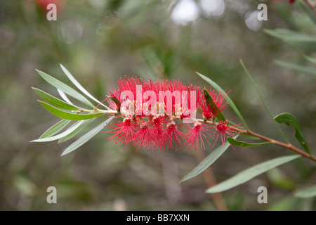 Ohia Lehua blossom (Metrosideros polymorpha) Foto Stock