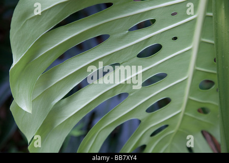 Foglio di Monstera Foto Stock