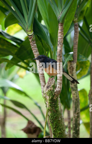 Il bianco-rumped Shama (Copsychus malabaricus) è un piccolo uccello passerine della famiglia Muscicapidae. Foto Stock