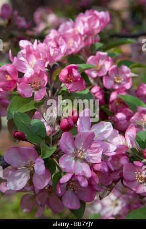 Blossoms on crab apple tree in springtime Foto Stock