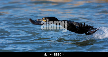 Doppia di cormorani crestato sorvolano Moss Landing, CALIFORNIA, STATI UNITI D'AMERICA Foto Stock