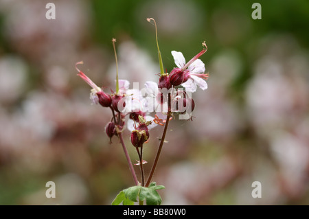 Geranium macrorrhizum Foto Stock