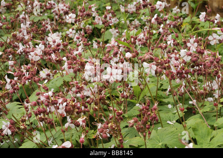 Geranium macrorrhizum Foto Stock