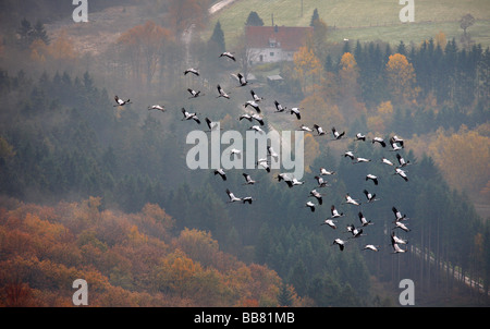 Foto aerea, gru sopra la foresta di Warstein, Warstein, Kreis Soest, Soester Boerde, Sud Westfalia, Renania settentrionale-Vestfalia, Foto Stock