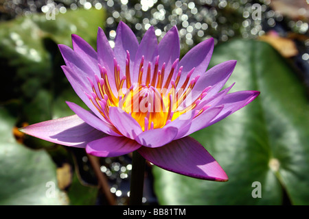 Star giglio di acqua o blue lotus (Nymphaea nouchali var. cyanea) Foto Stock