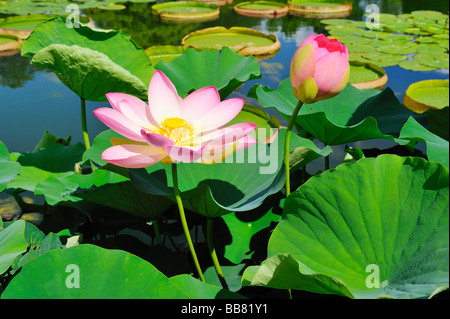 Indiano fiori di loto (Nelumbo nucifera) Foto Stock