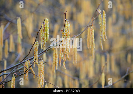 Amenti del Comune nocciolo (Corylus avellana) Foto Stock