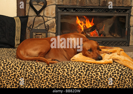 Ridgeback rhodesiano (Canis lupus f. familiaris), sdraiato su un divano davanti a un camino Foto Stock