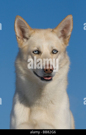 Ritratto di un maschio di Siberian Husky, 5 anni Foto Stock
