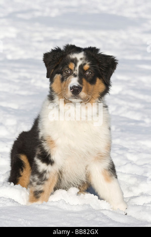 Pastore australiano, cucciolo, 3, 5 mesi di età, seduto nella neve Foto Stock