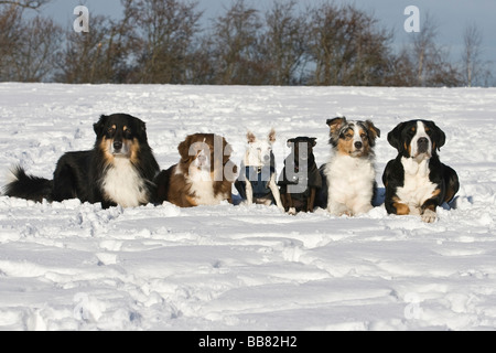 Tre pastori australiani, maggiore Swiss Mountain Dog, Jack Russell Terrier ibrido e Jack Russell, che giace accanto a ciascun altro Foto Stock