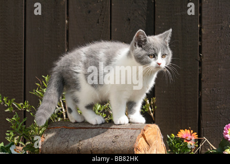 British Shorthair cat, 10 settimane Foto Stock