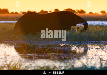 Bush africano Elefante africano (Loxodonta africana) in piedi il fiume Chobe, al tramonto, Chobe National Park, Botswana, Africa Foto Stock