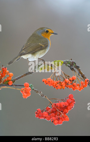Unione Robin (Erithacus rubecula), appollaiato su un ramo di un albero di Rowan Foto Stock