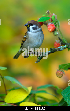 Tree Sparroy (Passer montanus), arroccato su una boccola di lampone Foto Stock