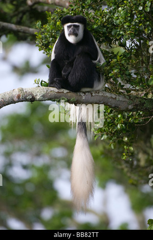 Mantled (Guereza Colobus guereza), Monte Kenya National Park, Kenya, Africa orientale Foto Stock