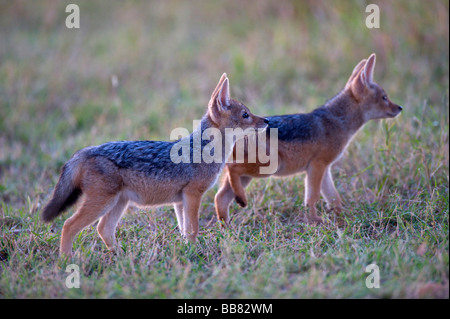 Nero-backed Jackal (Canis mesomelas), due giovani nel primo giorno, Masai Mara riserva nazionale, Kenya, Africa orientale Foto Stock
