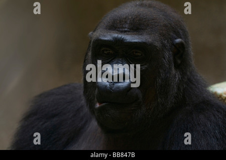 Femmina (Gorilla Gorilla), Zoo di Basilea, Svizzera, Europa Foto Stock