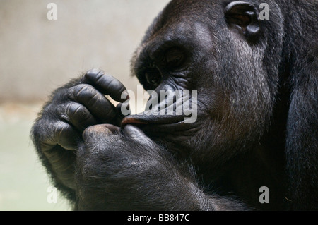 Femmina (Gorilla Gorilla), smorfie, Zoo di Basilea, Svizzera, Europa Foto Stock