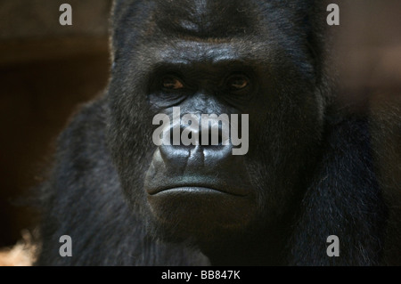 Maschio (Gorilla Gorilla), ritratto, Zoo di Basilea, Svizzera, Europa Foto Stock