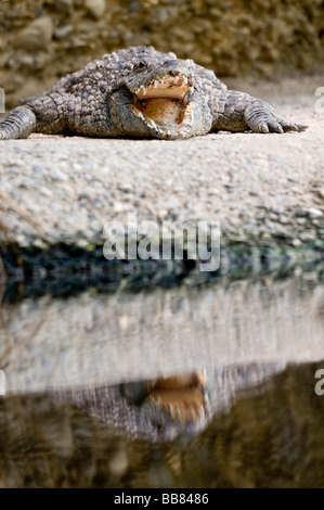 Acqua salata o di estuario (Coccodrillo Crocodylus porosus), la bocca aperta e riflessi nell'acqua, Zoo di Basilea, Svizzera, Europa Foto Stock