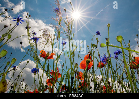 Il papavero prato con Sun e gli alberi di luce del sole e l'ampio angolo di prospettiva dal basso verso l'alto Foto Stock