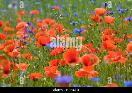 Campo di papavero con fiori di mais Foto Stock