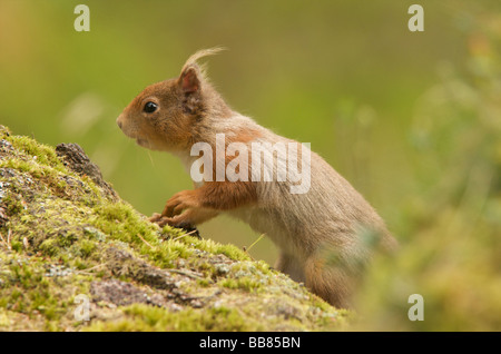 Red squirrel Foto Stock