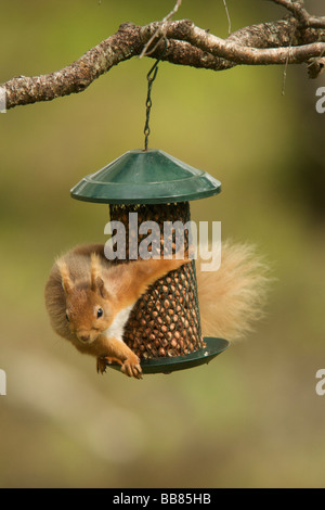 Scoiattolo rosso sull'alimentatore Foto Stock