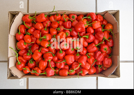 Baby il peperone (Capsicum annuum) in una scatola di imballaggio. Pongola, Kwazulu Natal Provincia, Sud Africa Foto Stock