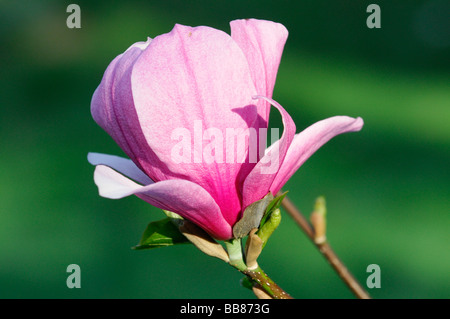 Magnolia (Magnolia Sprengeri ibrido), fiore Foto Stock