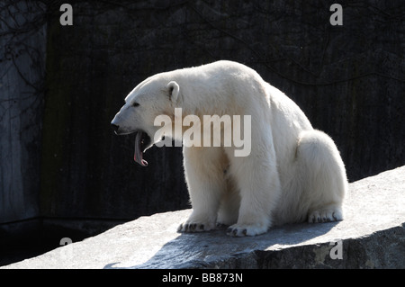Orso polare (Ursus maritimus), zoo Foto Stock