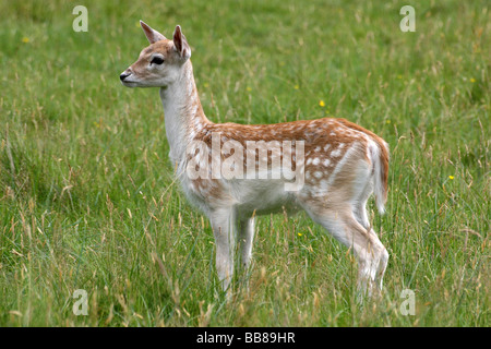 Daini Fawn Dama Dama in piedi in erba prese a Dunham Massey National Trust Reserve, Cheshire, Regno Unito Foto Stock