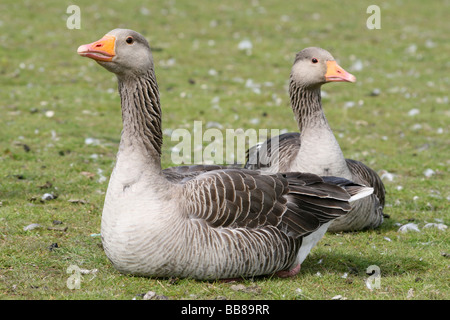 Coppia di oche Graylag Anser anser seduto sull'erba Foto Stock