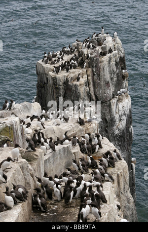 La colonia dei Guillemots comune Uria aalge su isole farne, Northumberland, England, Regno Unito Foto Stock