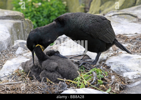 Marangone dal Ciuffo Phalacrocorax aristotelis alimentazione dei giovani sulle isole farne, Northumberland, England, Regno Unito Foto Stock