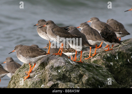 Gregge di comune Redshank Tringa totanus in piedi sulle rocce del Wirral, England Regno Unito Foto Stock