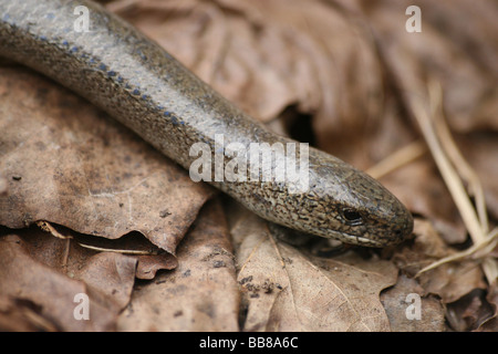 Close-up di testa dei maschi di slow-worm Anguis fragilis presi in Cumbria, Regno Unito Foto Stock